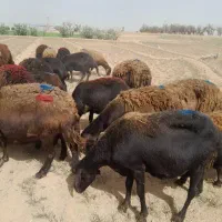 میش افشاری و غزل افشار ابستن