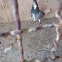 ماده خرقه روزگاری دمپاک