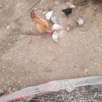 مرغ گردن لختی با هشتاد جوجه امپراطور