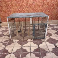 قفس پرنده،کبوتر