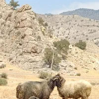 فروش قوچ