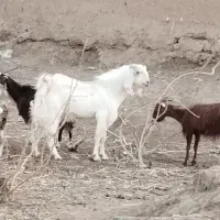 نری چاق چاق