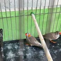 یک جفت فنچ همراه یک جوجه فنچ