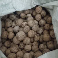 گردو 400