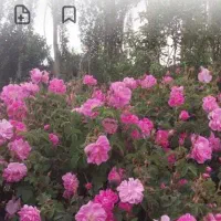 باسلام عرق گلاب پونه محلی هر کس خو است در خدمتم