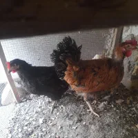 مرغ تخمگذار