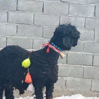 قوچ بره نرمیش