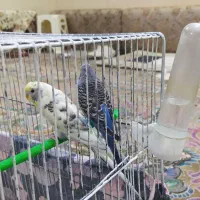 یک جفت مرغ عشق