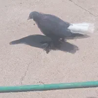 کفتر کبوتر