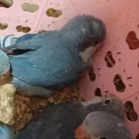 تعویض جوجه راهب با راهب ماده بالغ