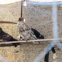 کبوتر دونه۳۰۰