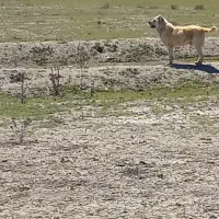 سگ گله