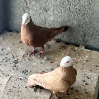 دو جفت جوکی درجه یک*