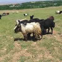بز‌نر‌خیلی‌عالی‌