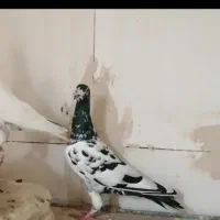 کبوتر عراقی