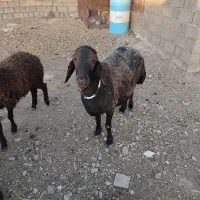 قوچ هترو درجه یک