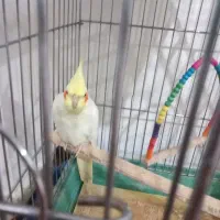 یک عروس هلندی نر معاوضه با ماده