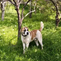 سگ خراسانی