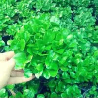 سبزه نارنج(شب عید)فقط تا جمعه8اسفند