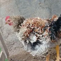 ۷ عدد خروس جوان