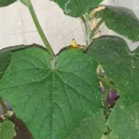 تعدادزیادی گلدان کارکرده