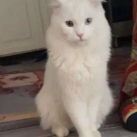 گربه آنگورا نر فحل جهت جفتگیری باگربه ماده شما
