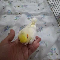 جوجه عروس هلندی نژاد تاج پرنسسی