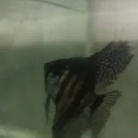 ماهی انجل