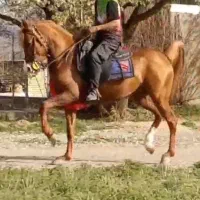 اسب نریان دره شورمیکروچیپ دار ی دل صددل عاشقش میشی