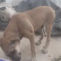 سگ سراب و پژدر