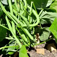 لوبیا سبز تازه