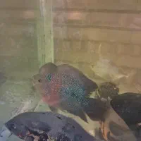 ماهی گوشت خوار