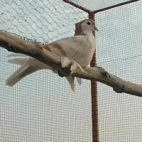 کبوتر نر زرد خطی فروشی ۱۵۰۰
