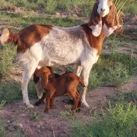 بز پاکستانی دوقلو