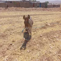 حیوانات