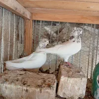 کبوتر کله دار