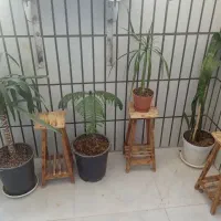 گل وگیاه