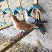 جفت چپی بی نقص