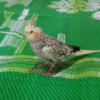 طوطی عروس هلندی گلباقالی