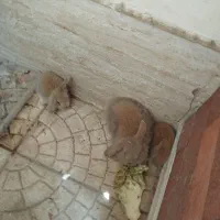 خرگوش لوپ