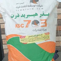 بذر ذرت