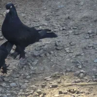 کبوتر