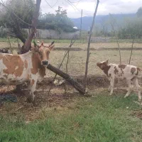 گاو چالوسی شیری به همراه گوساله