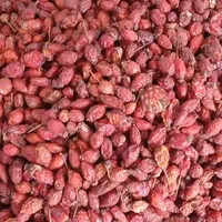 نسترن کوهی گیلدیگ