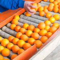 استخدام کارگر خانم در سورتینگ مرکبات بهمراه سرویس