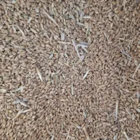 گندم برات کیلو پنجا هزار تومان