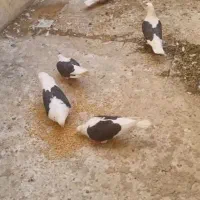 کبوتر دوکت مشکی