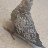 عروس هلندی
