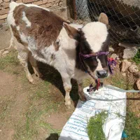 گاو گوساله
