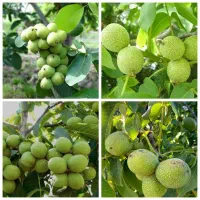 نهال های پربار اصلاح شده